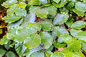 Green leaves of a beech tree