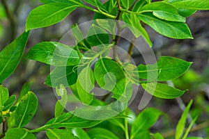 Green leaves of beech tree growing in forest on sunny day against blurred background