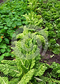 Green leaves of beets planted growing in ecological vegetable garden.