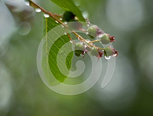 Green leaves and berries with drops of dew after rain with a blu