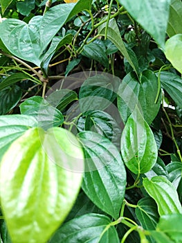 green leaves of the betel plant & x22;daun sirih& x22;