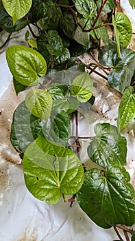 Green leaves of betel vine in India famous to use in paan