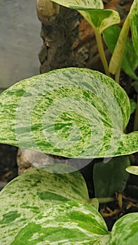 green leaves betel with white pattern
