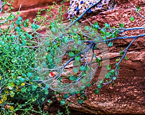 Green Leaves Bilberry Red Rocks Monument Valley Utah