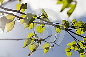 green leaves birch