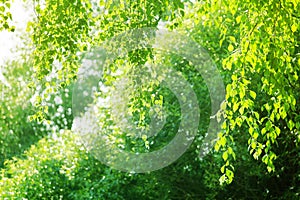 Green leaves on birch tree branches on blurred sunlight background close up, fresh lush foliage soft focus backdrop, sunny summer