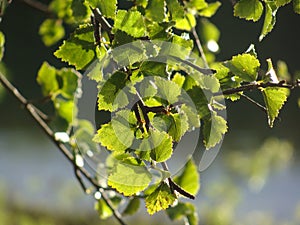 The green leaves of the birch are young. Spring background with birch leaves. Bright warm sunlight through a canopy of