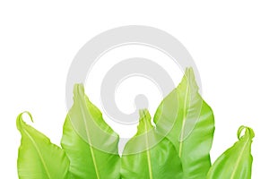 Green Leaves of Bird's Nest Fern Isolated on White Background with Copy Space