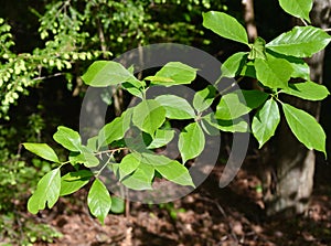 Green leaves of a black tupelo tree growing in a forest. photo
