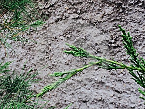 Green leaves are blooming in daylight