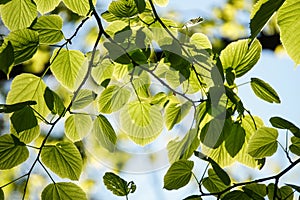 Green leaves at blue sky background