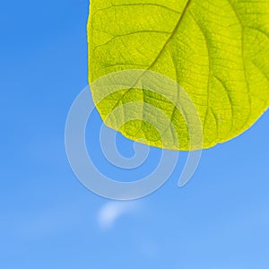 Green leaves with blue sky background, Square image, Copy space, nature backgraound