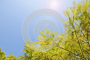 Green leaves and blue sky with lens flare free text space