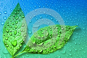 green leaves on blue water drop background ecology energy of plant life