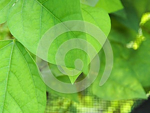 A green leaves blur background