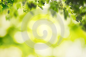 Green leaves with blur nature background