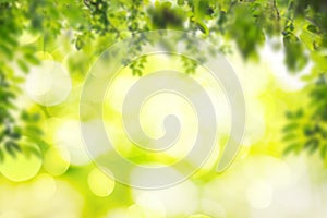 Green leaves with blur nature background