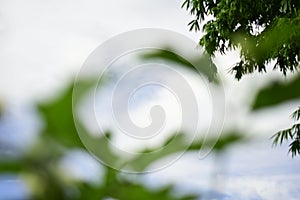 Green leaves blurred by blue sky background.