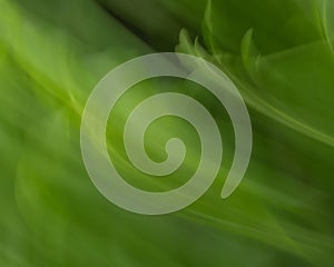 Green Leaves Blurred in the Garden