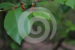 Green leaves with blurry background