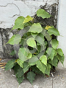 green leaves of a bo tree