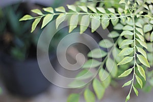 Green leaves bokeh blur background garden