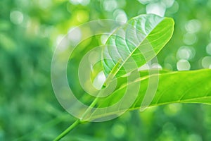 Green leaves  with bokeh light  at sunrise  abstract nature wallpaper background