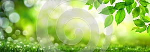 Green leaves on bokeh nature background photo