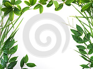 Green leaves border isolated on white background