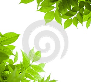 Green leaves border nature background