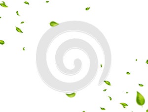 Green leaves border. Organic, eco, vegan, design element. Fresh tea background. Beauty product. Leaf falling on white