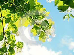 Green leaves border, tree leaves on green abstract nature background. summer season. environment, ecology concept. copy