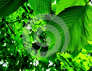 Green leaves botanic gardens