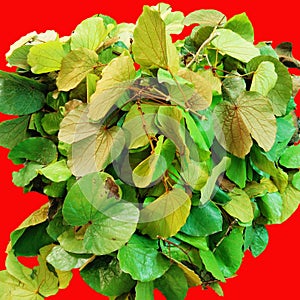 Green leaves of bouhinia aureifolia on red background photo
