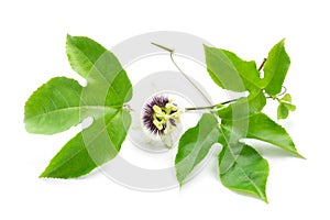 Green leaves and brace of passion fruit with flower on white background