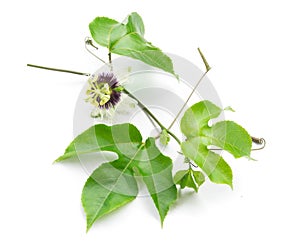 Green leaves and brace of passion fruit with flower on white background