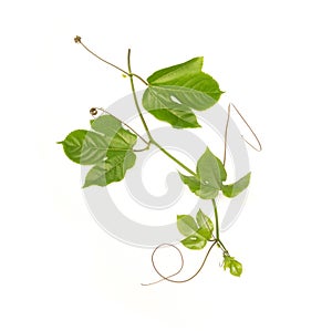 Green leaves and brace of passion fruit on white background