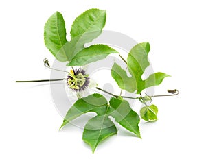 Green leaves and brace of passion fruit wiht flower on white background