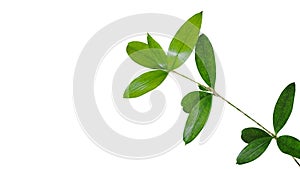 Green leaves branch of Japanese bamboo plant Dracaena surculosa the ornamental foliage houseplant isolated on white background,