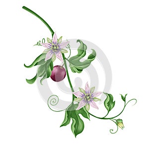 Green leaves branch of passion fruit with with flower on white background, digital illustration