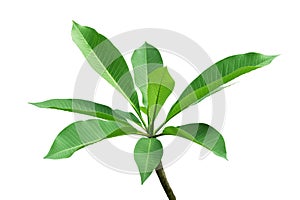 Green Leaves with Branch of Plumeria Tree Isolated on White Background