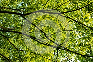 Green leaves branch texture with nature spring summer