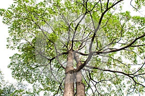 Green leaves and branches