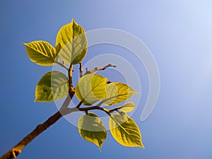 Green leaves on branches against a bright blue sky