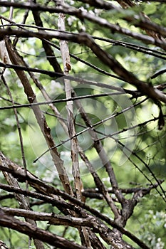 Green leaves and branches as a background for texts