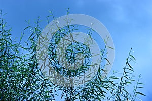 Green leaves and branches from a bamboo plant against a blue sky