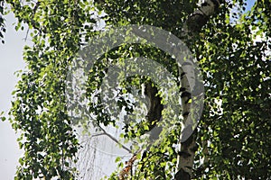 Green leaves on branches of birch in summer on background of birch trunk