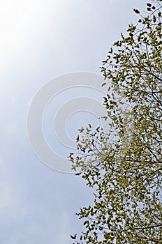 Green leaves on branches and blue sky