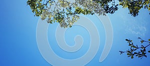 Green leaves and branches with the blue sky.