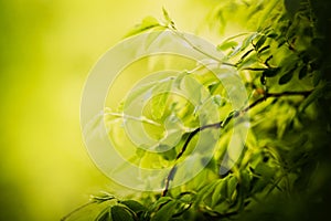 Green leaves on the branches of a bush on a sunny summer day. Plants and nature. Flora